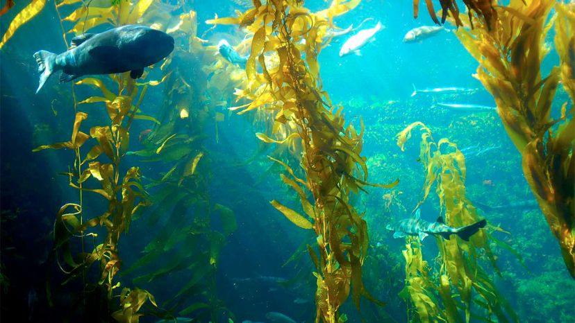 Giant Sea Kelp: A Promising Biofuel Frontier