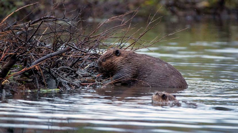 The Surprising Role of Beavers in Permafrost and Climate Change