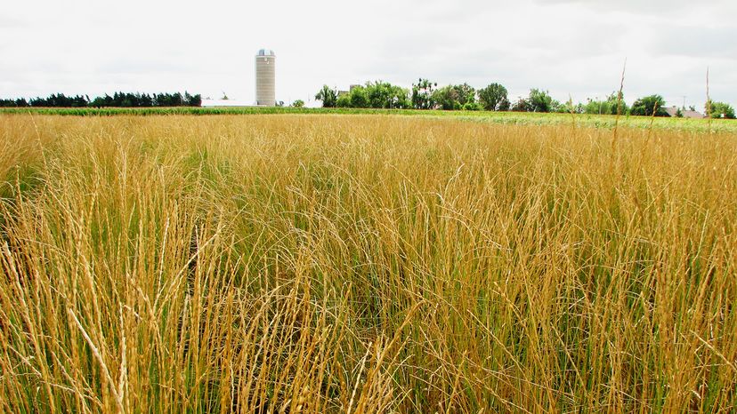 Kernza: The Sustainable Wheat Alternative Set to Feed the Global Population