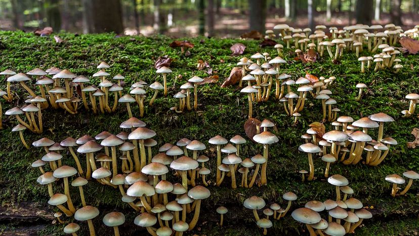 Can Mushrooms Revolutionize Planetary Sustainability?