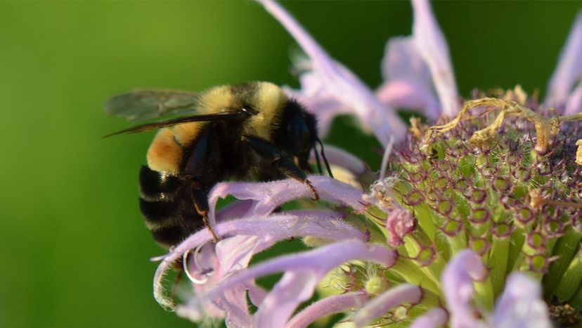 Minnesota Incentivizes Homeowners to Plant Bee-Friendly Lawns