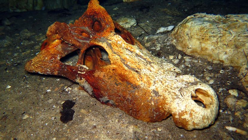 River-Bottom Bones: Unveiling the Intriguing World of Underwater Fossil Hunting