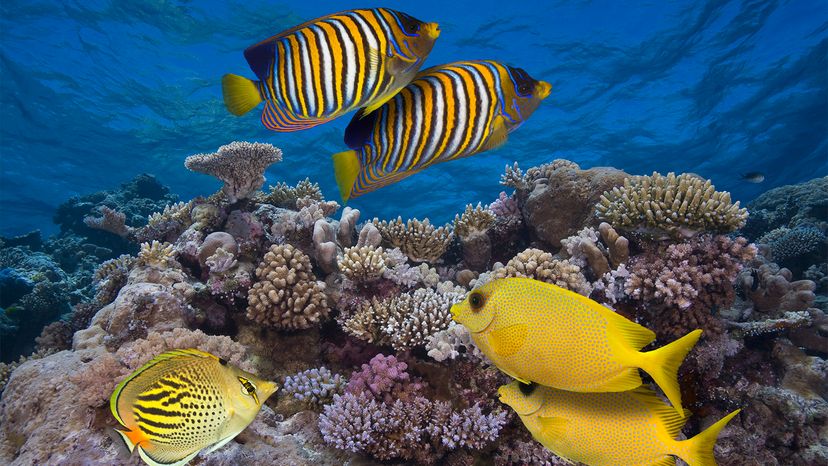 Music of the Reef: How Healthy Reef Sounds Draw Fish to Damaged Areas