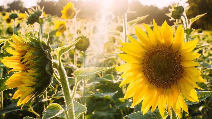 Polymer SunBOTs Mimic Sunflowers to Maximize Solar Energy Capture