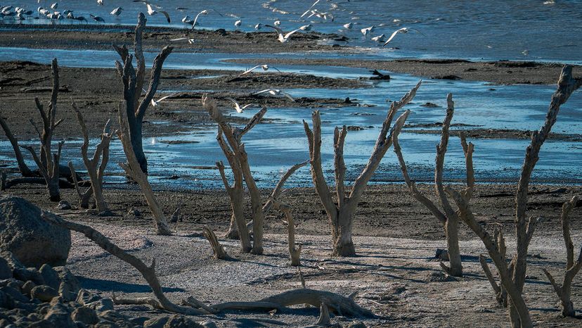 The Decline of the Salton Sea: From Vibrant Ecosystem to Environmental Crisis