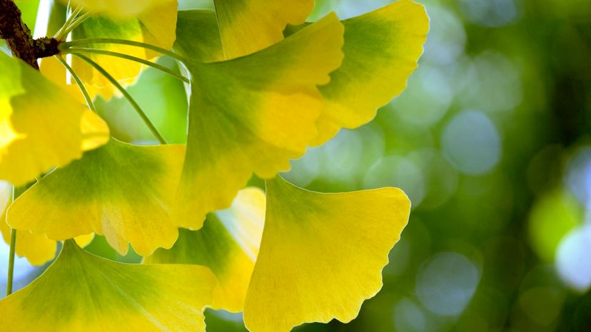 Ginkgo Biloba Leaves: Key Indicators for Climate Change Tracking