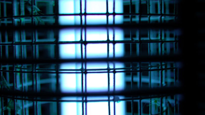 Bug Zappers: Are They Beneficial or Harmful?