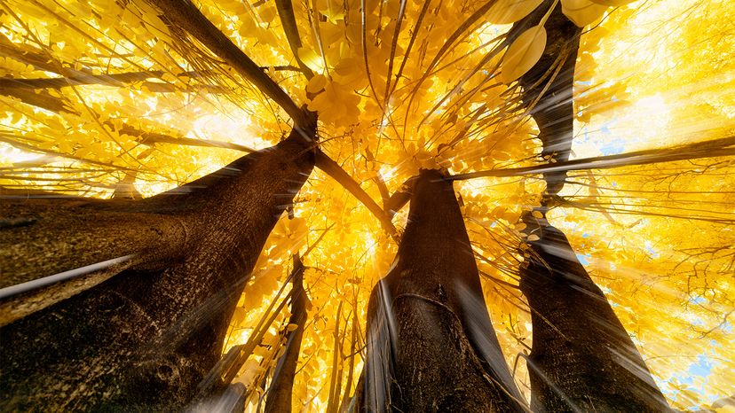 Planting One Trillion Trees: A Viable Path to Mitigating Climate Change