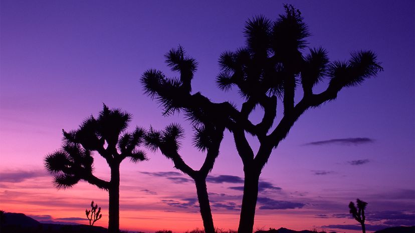 Joshua Trees Threatened: Urgent Action Needed to Preserve This Iconic Species