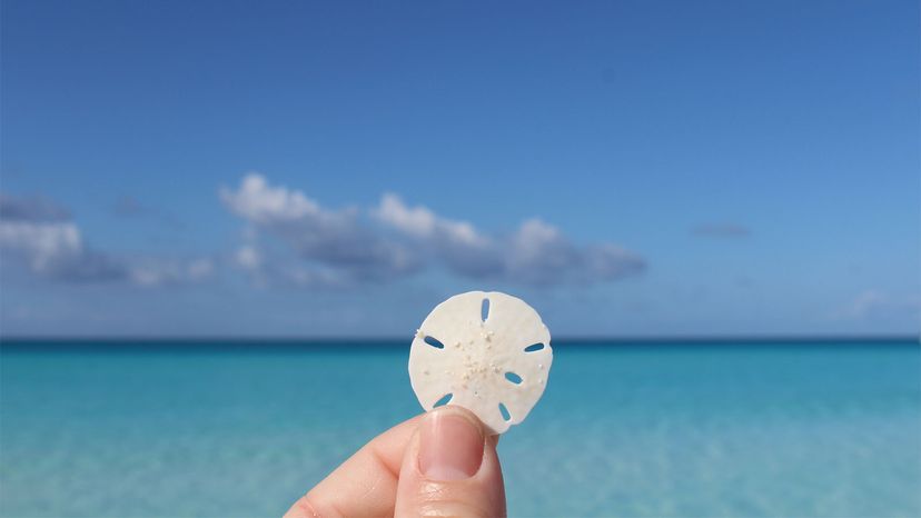 Is it Permissible to Collect Sand Dollars from the Beach? Legal & Environmental Insights