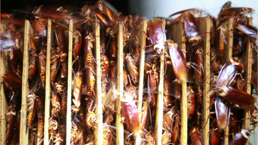 From Food Waste to Sustainable Resources: Cockroach Farms Turn Trash into Treasure