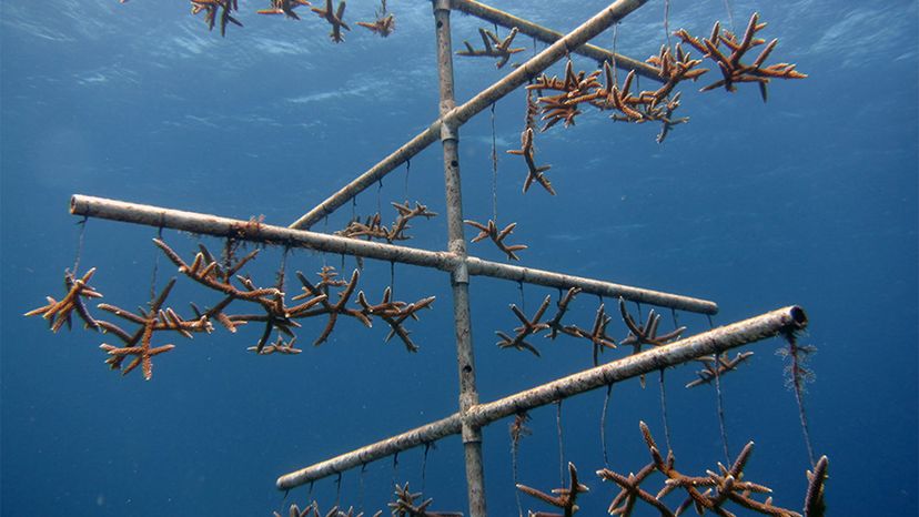 Rapid Coral Cultivation Technique Offers Hope for Reviving Degraded Reefs