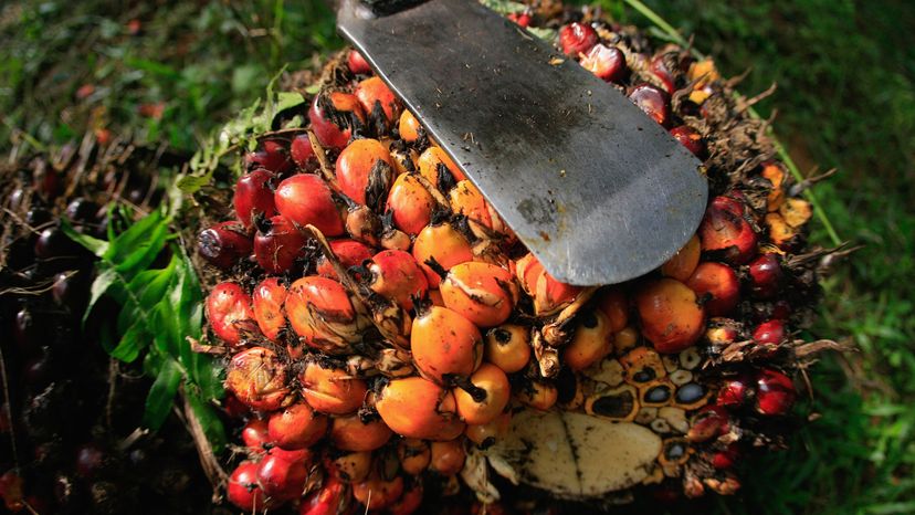 Palm Oil in Our Daily Lives: Why It Matters