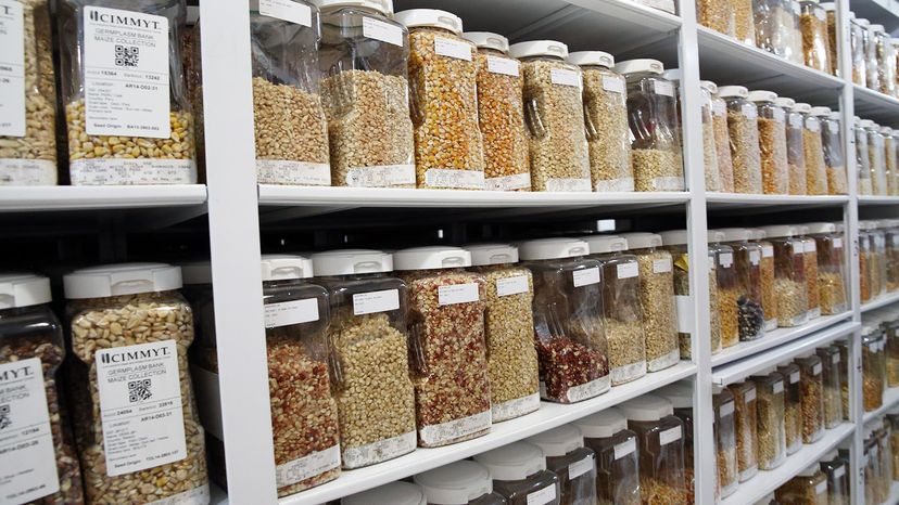 Why the World’s Rarest Plant Seeds Can’t Be Stored in Seed Banks