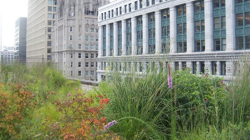 Why More Cities Need Green Roofs: Lessons from Chicago