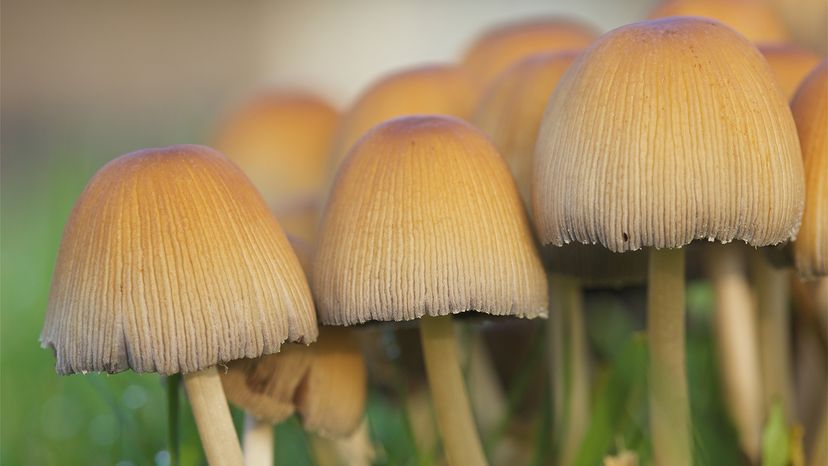 Fungus-Based Pesticides: A Promising Green Solution for Sustainable Agriculture