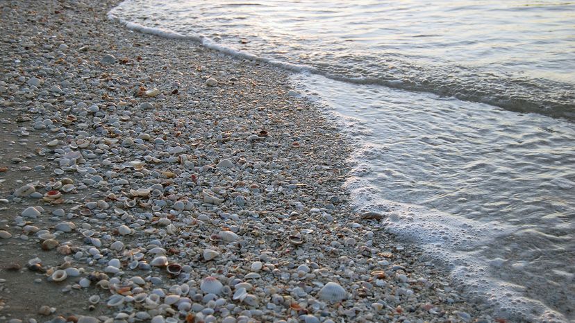Why Are Beaches Depleted of Seashells? Sanibel Island’s 1995 Protection Ban Explained