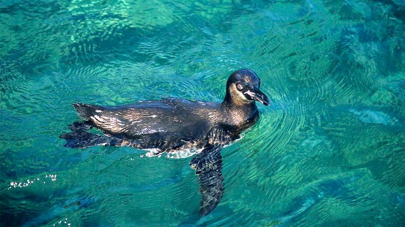 Alexander von Humboldt: Pioneer of Science and the Life‑Changing Humboldt Current