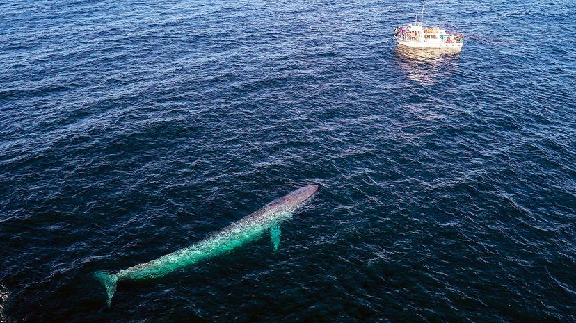The Incredible Size of Whales: Understanding Their Massive Growth