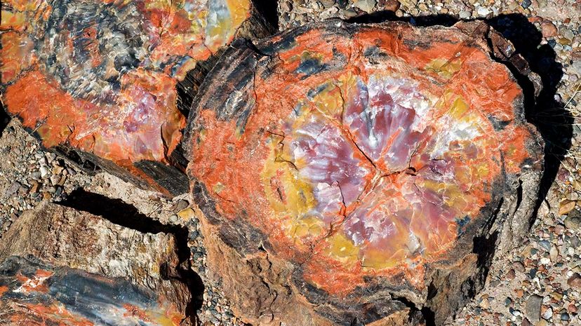 The Science Behind Petrified Wood Formation