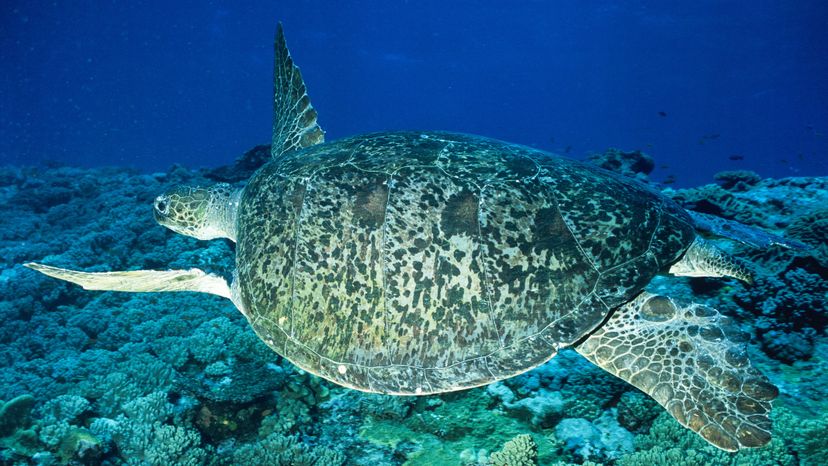 99% of Green Sea Turtle Hatchlings at Great Barrier Reef Are Female—Implications for Reef Health
