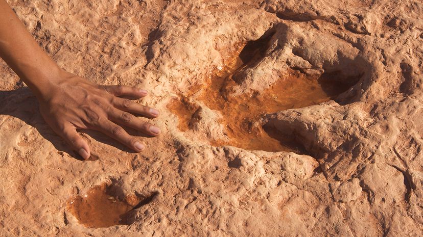 Discover Authentic Dinosaur Tracks Around the World