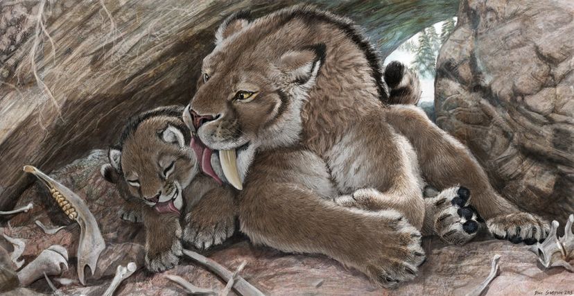 New Research Reveals Saber-Tooth Kittens Were Big-Boned, Not Fat