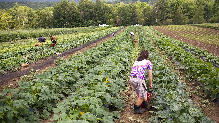 How Organic Farming Can Combat Climate Change