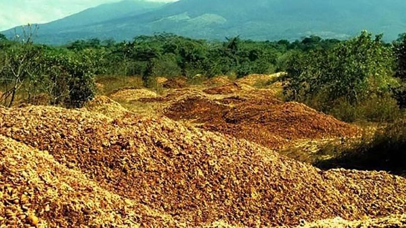 From Trash to Trees: Orange Peels Rejuvenate Degraded Costa Rican Pasture
