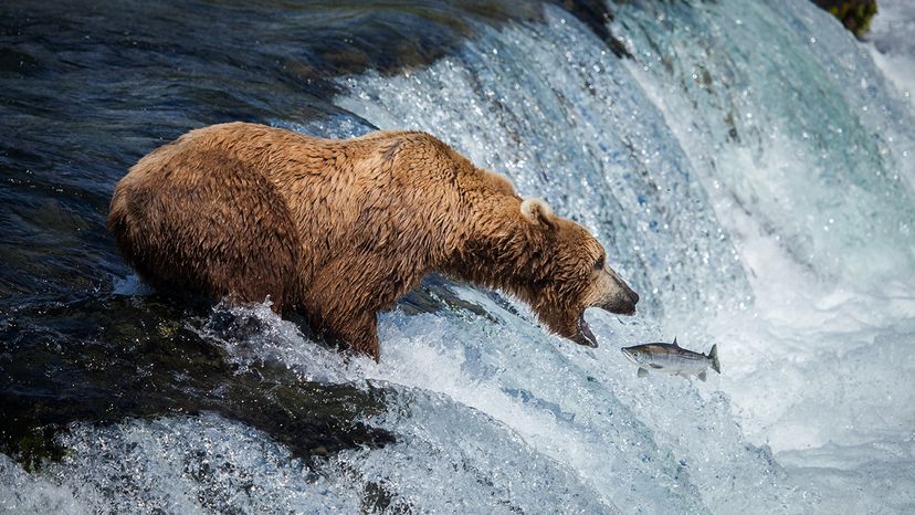 Kodiak Bears Shift Diets, Preferring Berries Over Salmon Amid Climate Change