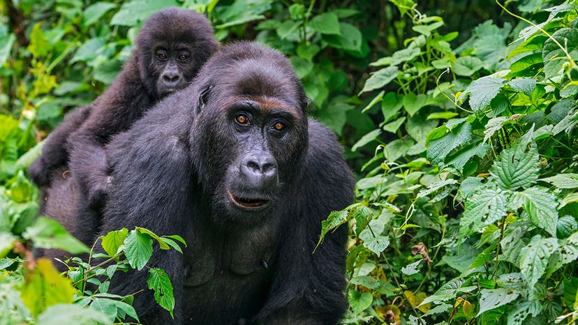 Congo Mining Threatens Endangered Gorillas in Kahuzi Biega National Park