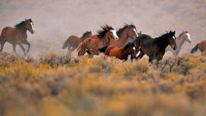 Trump s 2018 Budget Plan Could Lift Ban on Wild Horse Sales, Opening Doors to Slaughter