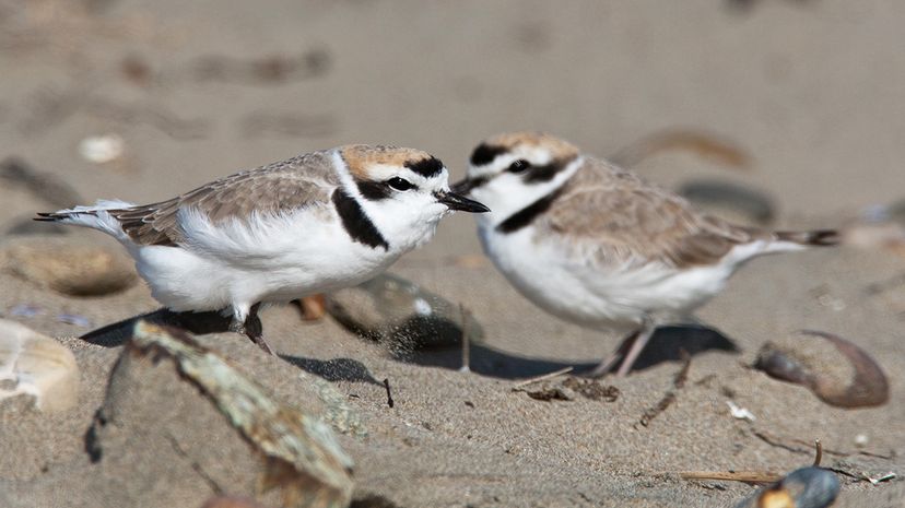 Climate Change Forces Snowy Plover Couples to Share Parenting Duties