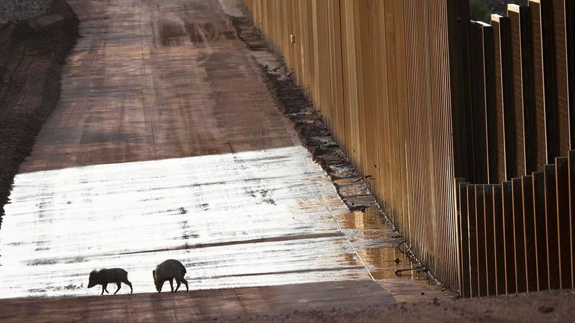 Impact of a Trump-Backed Border Wall on Wildlife Conservation