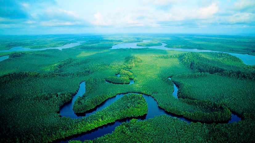 Congo Swamps Host World’s Largest Tropical Peatland, New Study Reveals