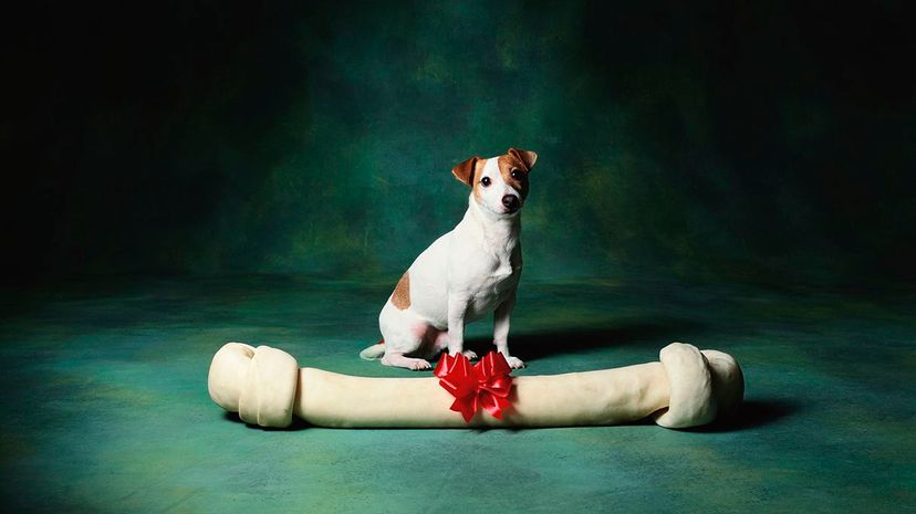 Why Humans Lost the Penis Bone: A New Theory on Monogamy and Sexual Evolution