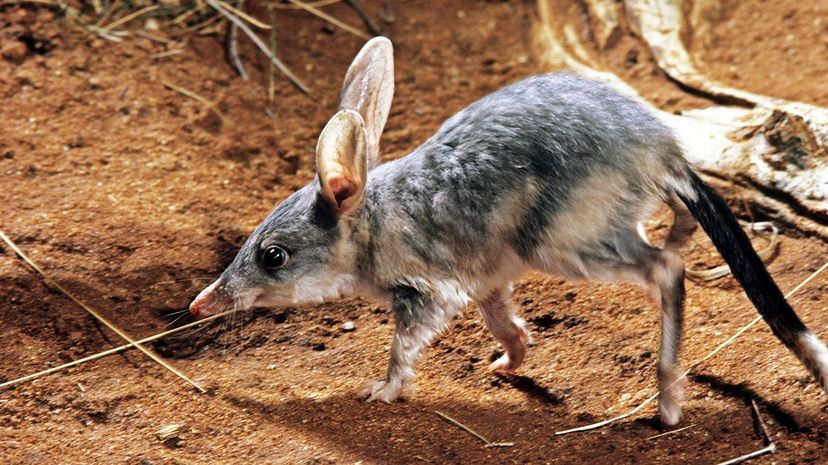 Bandicoots: Surviving Climate Shifts for Millennia – Why Their Future is Now in Peril