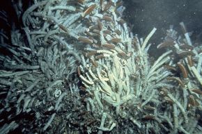 How Tubeworms Thrive in Volcano Vent Ecosystems