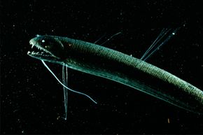 Space vs. Deep Ocean: Which Holds More Secrets?