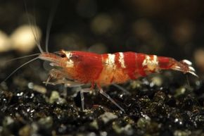 Turning Shrimp Shells into Sustainable Plastic: A New Bio‑Based Solution