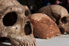 10 Extinct Hominid Species That Shaped Human Evolution