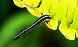 5 Scientific Reasons Parasites Benefit Earth