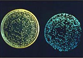 The Milky Sea Phenomenon: Understanding the Oceanic Milky Glow