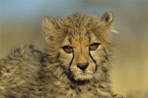 The Critical Role of Biodiversity in Ecosystem Health