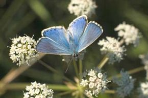 Identifying the Most Dangerous Form of Biodiversity Loss
