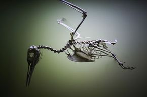 Birds and Dinosaurs: Exploring the Scientific Link