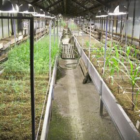 Could Agricultural Biotechnology Eradicate Global Hunger?