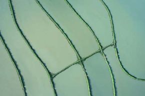 Can Earth’s Food Production Sustain the Global Population?