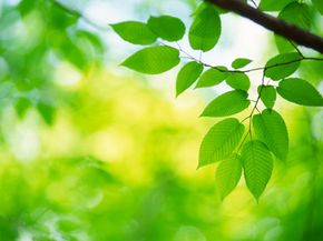 Artificial Photosynthesis Explained: Turning Sunlight into Clean Energy