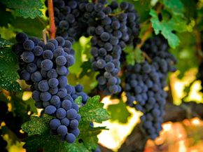 How Global Warming Is Shaping the Future of the Wine Industry